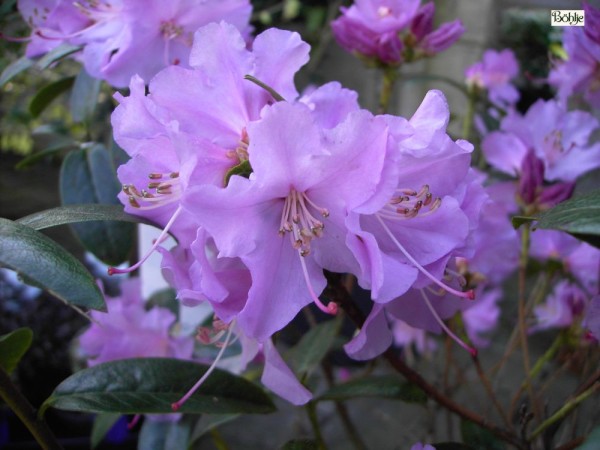 Rhododendron Praecox