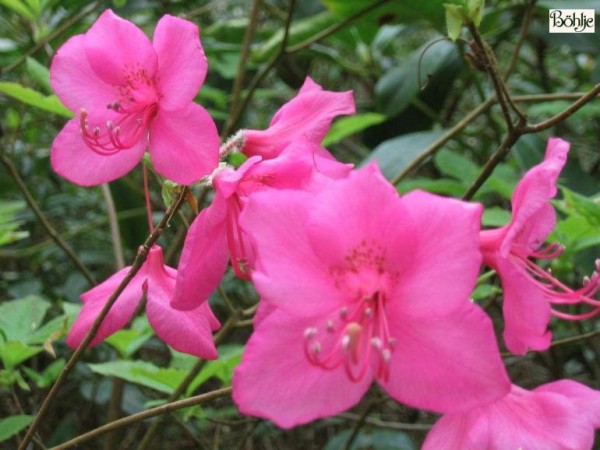 Rhododendron albrechtii