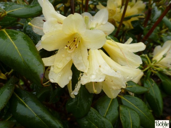 Rhododendron ambiguum 'Belinda'