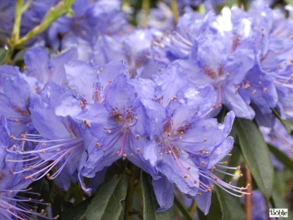 Rhododendron augustinii 'Russautinii'