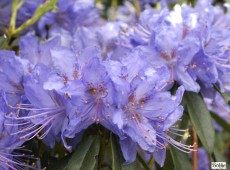 Rhododendron augustinii 'Russautinii'