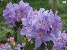 Rhododendron augustinii