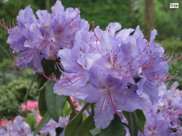 Rhododendron augustinii