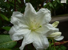 Rhododendron auriculatum