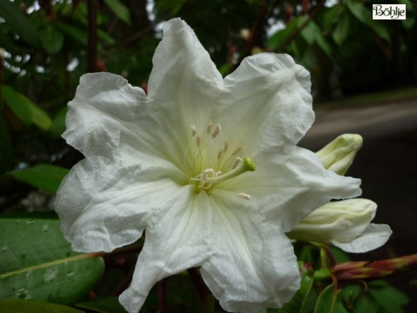 Rhododendron auriculatum