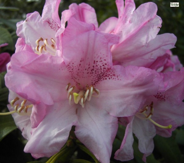 Rhododendron balfourianum