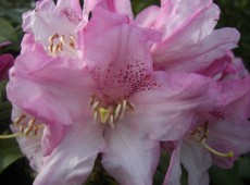 Rhododendron balfourianum