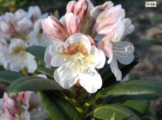 Rhododendron brachycarpum