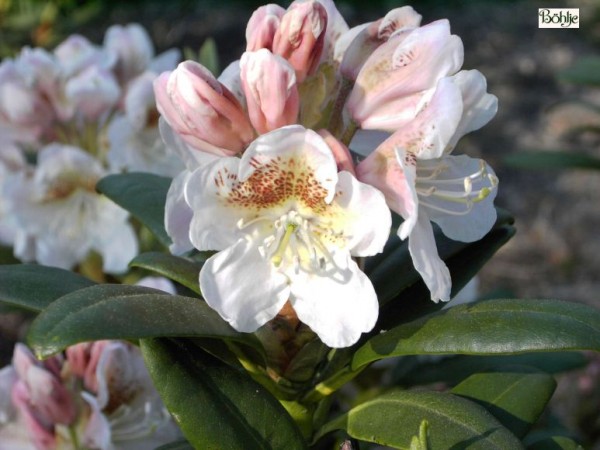 Rhododendron brachycarpum