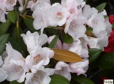 Rhododendron bureavii 'Hydon Velvet