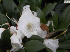 Rhododendron bureavii 'Teddy Bear'