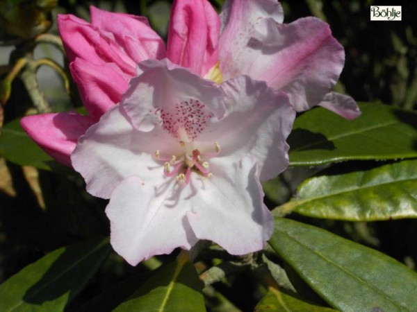 Rhododendron bureavioides
