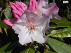 Rhododendron bureavioides
