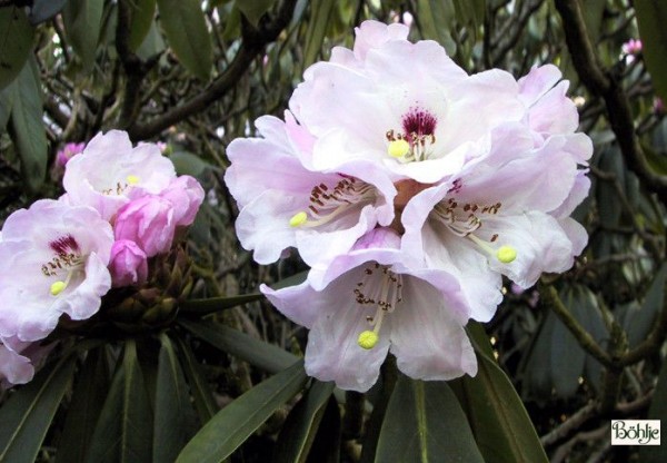 Rhododendron calophytum Sämling 