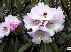 Rhododendron calophytum Sämling 