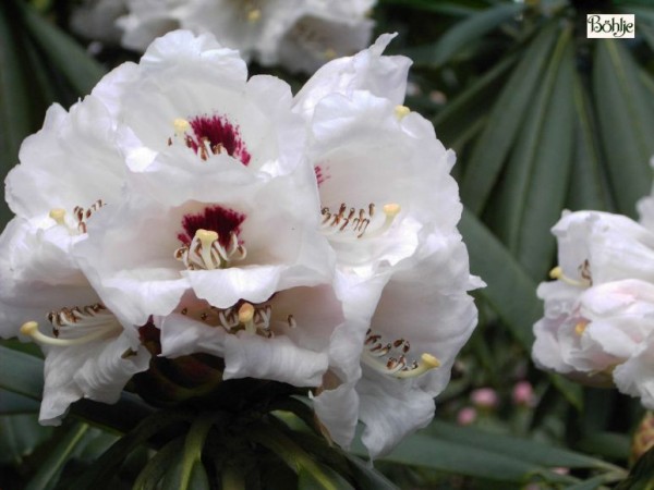 Rhododendron calophytum Sämling weiß
