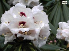 Rhododendron calophytum Sämling weiß