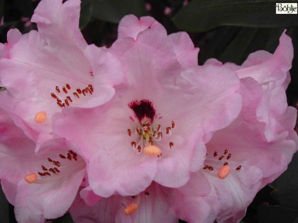 Rhododendron calophytum Sämling rosa