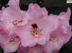 Rhododendron calophytum Sämling rosa