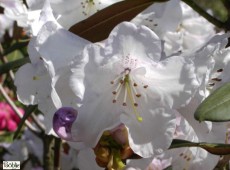 Rhododendron campanulatum Sämling