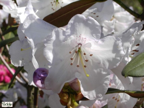 Rhododendron campanulatum Sämling