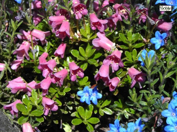 Rhododendron campylogynum var. myrtilloides