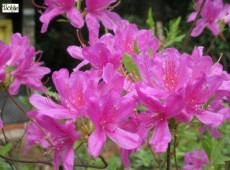 Rhododendron canadense 'Fraseri'