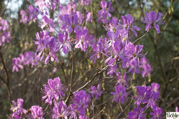 Rhododendron canadense