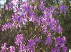 Rhododendron canadense