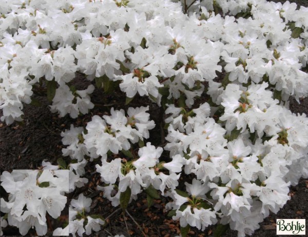 Rhododendron carolinianum 'Dora Amateis'