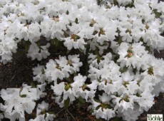 Rhododendron carolinianum 'Dora Amateis'