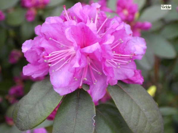 Rhododendron carolinianum 'P. J. M. Regal'