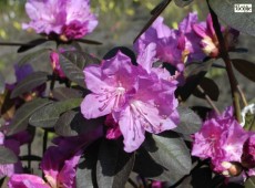 Rhododendron carolinianum 'P. J. Mezitt'