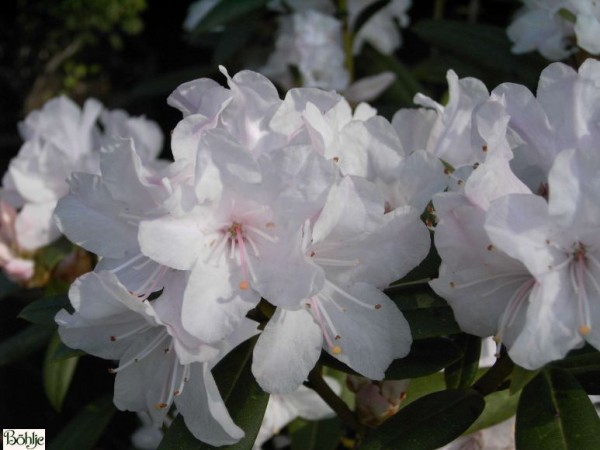 Rhododendron carolinianum 'Schneekoppe'