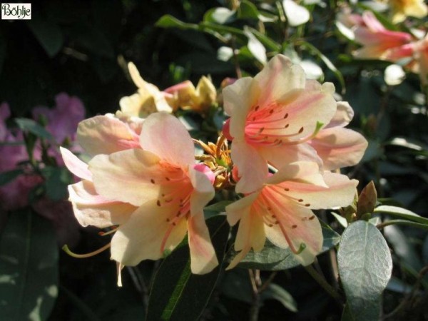 Rhododendron cinnabarinum 1