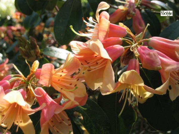 Rhododendron cinnabarinum 3