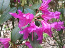 Rhododendron concinnum var. pseudoyanthinum