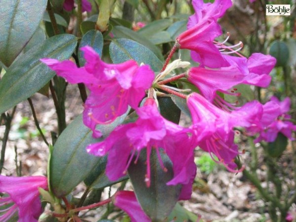 Rhododendron concinnum var. pseudoyanthinum