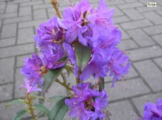 Rhododendron cuneatum