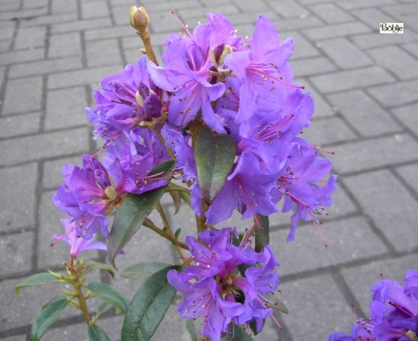 Rhododendron cuneatum