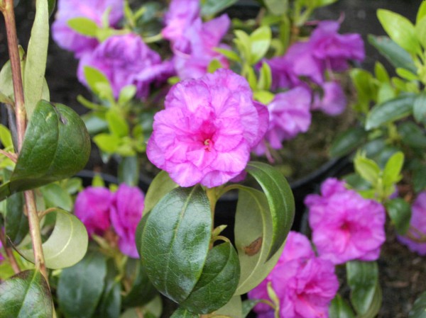 Rhododendron dauricum 'April Rose'