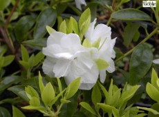 Rhododendron dauricum 'April White'