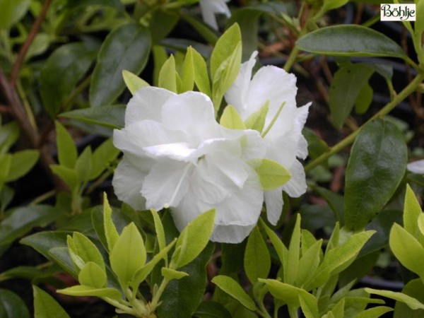 Rhododendron dauricum 'April White'