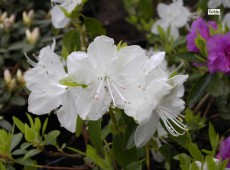 Rhododendron dauricum 'Artic Pearl'