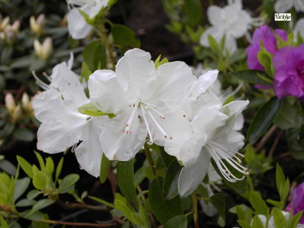 Rhododendron dauricum 'Artic Pearl'