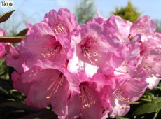 Rhododendron degronianum