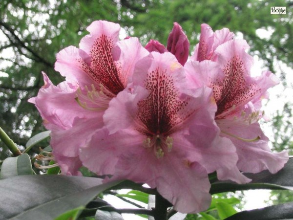 Rhododendron discolor