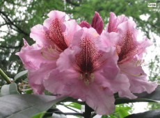 Rhododendron discolor