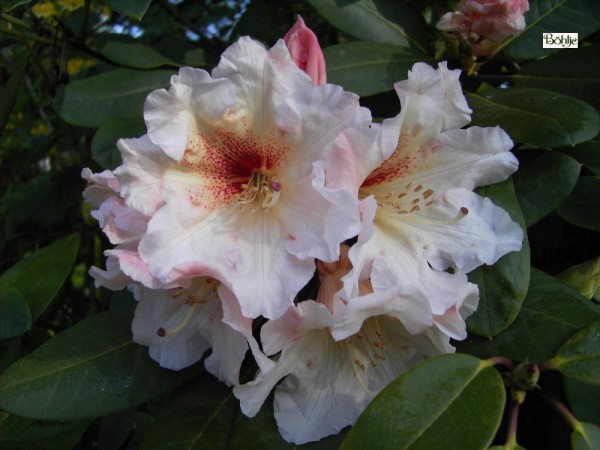 Rhododendron x erythrocalyx