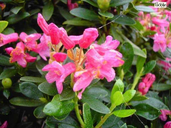 Rhododendron ferrugineum / ferrugineum 'Album'